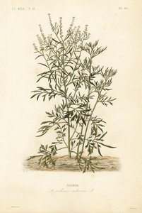 Cresson de jardin, cresson et cresson ou poivrier, Lepidium sativum, Nasitor - Unbekannt