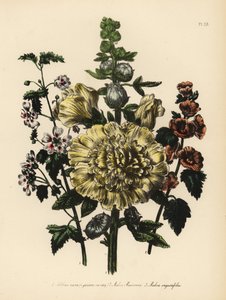 Mauve des jardins, Althaea rosea, mauve de M. Munro, Malva munroana, et mauve à feuilles étroites, Malva angustifolia. Chromolithographie finie à la main par Henry Noel Humphreys d