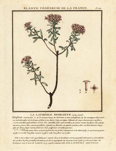 Daphné camélée, Daphne cneorum - Unbekannter Künstler