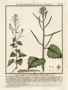 Alliaire officinale