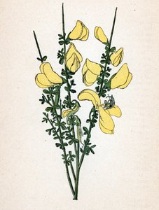 Genêt à balais (Cytisus scoparius) (genêt commun ou genêt d