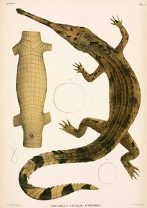 Gavial, Indonésie - Unbekannter Künstler