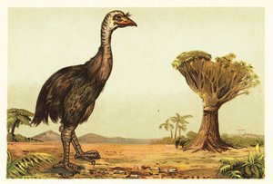 Moa géant et dragonnier. 1908 (lithographie)