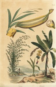 Bambou géant épineux, Bambusa bambos (Bambos arundinacea) et bananier avec fruit et coupe transversale, Musa paradisiaca - Unbekannt
