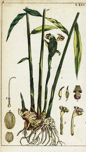 Plante de gingembre et racine, Zingiber officinale