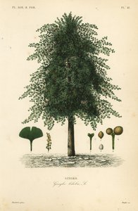 Ginkgo biloba - Unbekannt