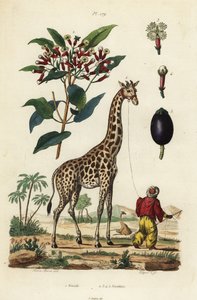 Girafe, Giraffa camelopardalis, avec gardien et giroflier, Syzygium aromaticum