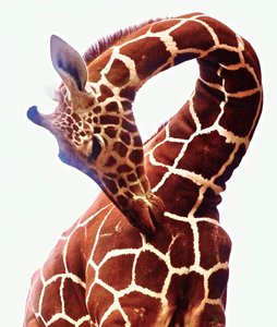 Girafe, Sarara, 2017