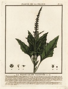 Chénopode Bon-Henri - Unbekannter Künstler