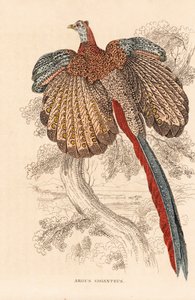 Grand faisan argus, Argusianus argus (Argus giganteus). Lithographie en couleur de la Galerie d