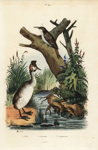 Grèbe huppé, Podiceps cristatus, grenouille verte, Pelophylax esculentus, et grimpereau des jardins, Certhia familiaris