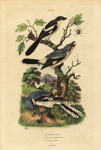 Pie-grièche grise, Lanius excubitor, pie-grièche à dos gris, Lanius excubitoroides, et pie-grièche fiscale, Lanius collaris - Unbekannt