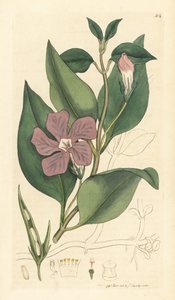 Grande pervenche, Vinca major - Unbekannter Künstler