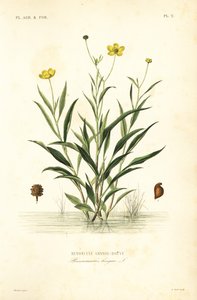 Grande douve, Ranunculus lingua