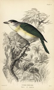 Becard à dos vert, Pachyramphus viridis (Becard de Cuvier, Pachyrhynchus cuvierii). Gravure sur acier coloriée à la main par William Lizars d
