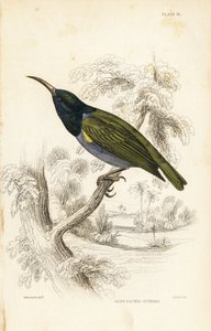 Souimanga à tête verte (Guinée inférieure), Cyanomitra verticalis cyanocephala (Souimanga à dos olive, Cinnyris chloronotus). Gravure sur acier coloriée à la main par William Lizars d
