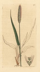 Herbe à queue de renard verte, Setaria viridis