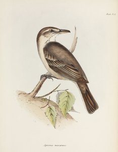 Pie-grièche à ventre gris, vers 1832-1836