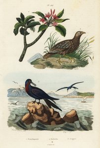 Francolin à ailes grises, Scleroptila afra, frégate du Pacifique, Fregata minor, et frangipanier rouge, Plumeria rubra - Unbekannt