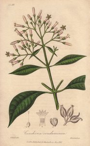 Quinquina gris (Cinchona officinalis) - Illustration de “Botanique médicale, description des plantes médicinales de Londres, Édimbourg et Dublin” par John Stephenson et James Morss Churchill - Unbekannter Künstler
