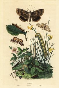 Dague grise et larve, Acronicta psi 1, phalène Apopestes spectrum et larve 2, papillon fleur de pêcher et chenille, Thyatira batis 3