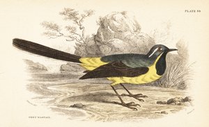 Bergeronnette des ruisseaux, Motacilla cinerea. 1889 (gravure)