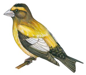 Gros bec errant - Gros-bec errant (Coccothraustes vespertinus)