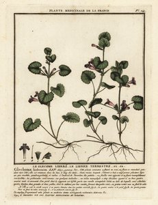 Lierre terrestre, Glechoma hederacea - Unbekannter Künstler