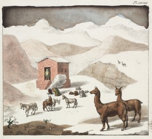 Guanacos, vallée des Cuevas, Andes, Chili - Unbekannter Künstler