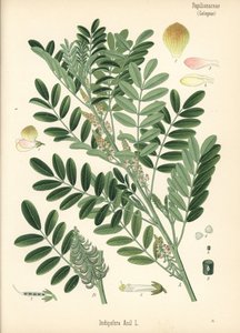 Indigo guatémaltèque ou indigo à petites feuilles, Indigofera suffruticosa (Indigofera anil). Chromolithographie d