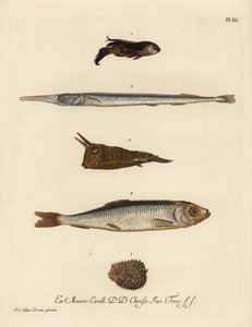 Grondin, Chelidonichthys species 1, poisson-aiguille, Belone belone 2, poisson-vache à longues cornes, Lactoria cornuta 3, hareng, Clupea harengus 4, et poisson-porc-épic à quelques épines, Chilomycterus reticulatus 5. Gravure sur cuivre coloriée à la main - Unbekannter Künstler