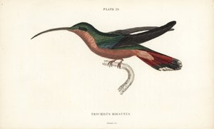 Colibri à pattes velues, Glaucis hirsutus (Ermite à poitrine rousse, Trochilus hirsutus). Gravure sur acier colorée par William Lizars de la Naturalist