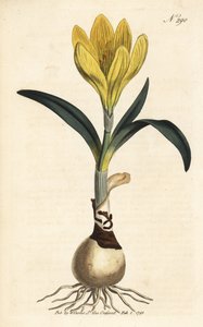 Récolteur - Narcisse d