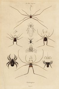 Faucheurs, faucheurs ou faucheux, espèces d