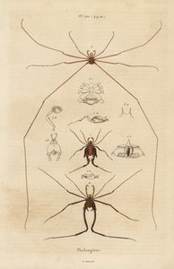 Faucheurs, faucheurs ou faucheux, espèces d