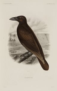 Corbeau hawaïen - Unbekannter Künstler