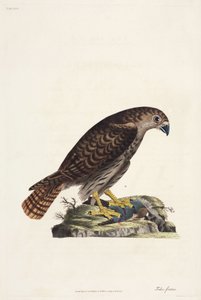 Faucon