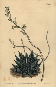 Haworthia minor ou Tulista minima (Aloe perlé le plus petit, Aloe margaritifera minima)