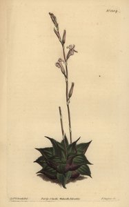 Haworthia mirabilis (Aloe à feuilles rugueuses, Aloe mirabilis) - Unbekannt