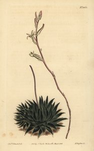 Haworthia pumila ou Tulista pumila (Aloe araignée à feuilles sombres, Aloe arachnoides pumila) - Unbekannt