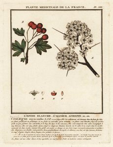 Aubépine, Crataegus rhipidophylla - Unbekannter Künstler