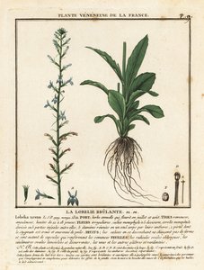 Lobélie brûlante, Lobelia urens - Unbekannter Künstler