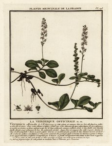 Véronique officinale, Veronica officinalis