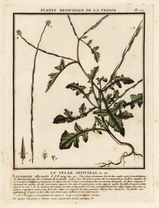 Sisymbre officinal, Sisymbrium officinale - Unbekannter Künstler