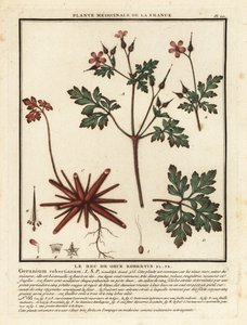 Herbe à Robert, Geranium robertianum - Unbekannter Künstler