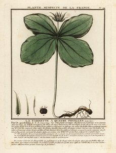 Herbe-à-paris, Paris quadrifolia - Unbekannter Künstler