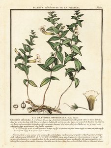 Herbe de grâce, Gratiola officinalis - Unbekannter Künstler