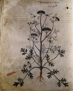 Coriandre des herbiers - Unbekannt