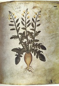 Navet (radis) des herbiers