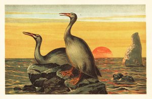 Hesperornis regalis, oiseau éteint ressemblant à un cormoran. 1908 - Unbekannter Künstler